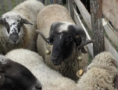 Откриха за първи път чума по овцете у нас