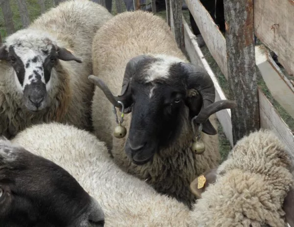 Откриха за първи път чума по овцете у нас