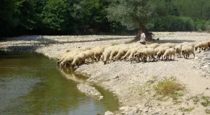 Очаква се положителен прираст в овцевъдството
