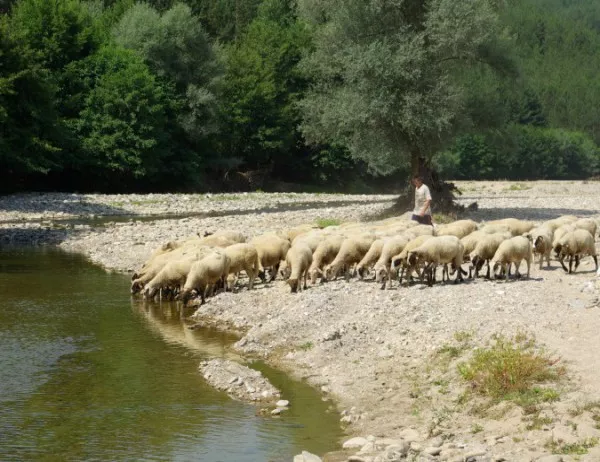 България ще внася овчари от бившите съветски републики