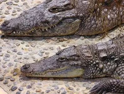 Полицията в ЮАР издирва крокодили-бегълци 