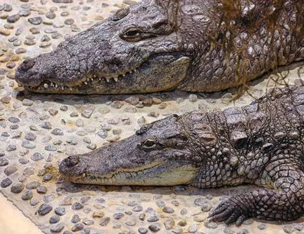 Задържаха 50 крокодила на "Хийтроу"