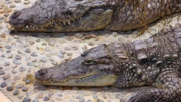 Задържаха 50 крокодила на "Хийтроу"