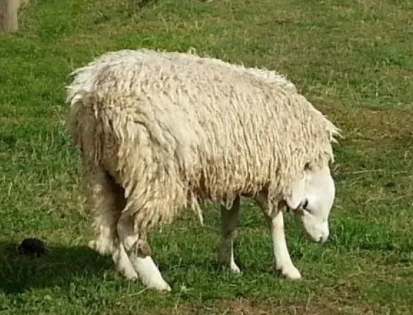 Откриха рядък хибрид между овца и коза