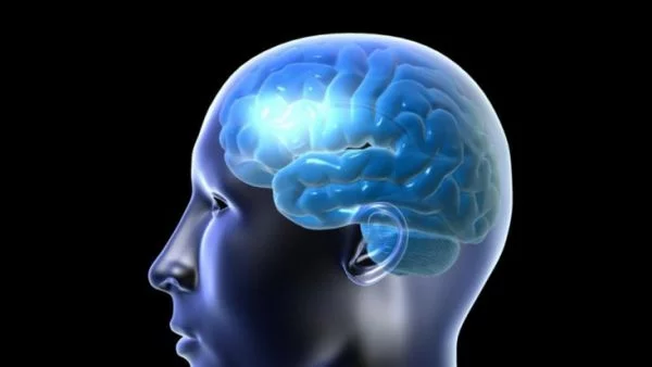 С какво се отличава мозъкът на учения от мозъка на обикновения човек?