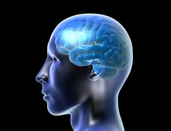Американски учени откриха, че стомахът е директно свързан с мозъка