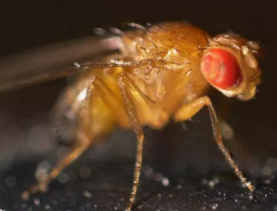 Какво е чесновата муха и как да спасим градината си от нея?