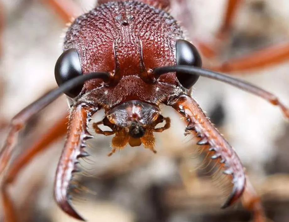 13 яки факта за мравките