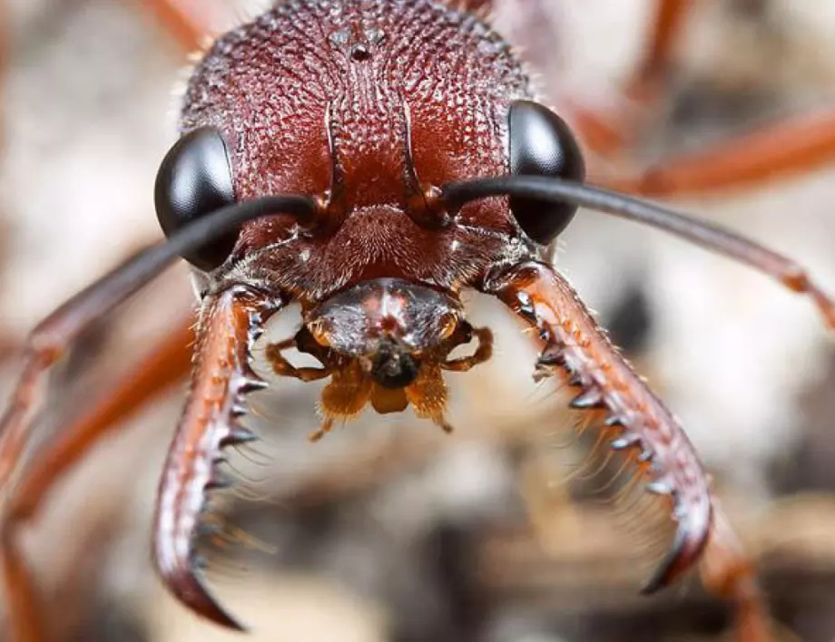 Мравките са опасни за градината, ето как да се отървете от тях