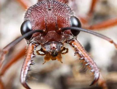 Учени: В мравуняците има тоалетни