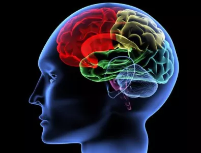 IQ-то зависи от дебелината на кората на главния мозък