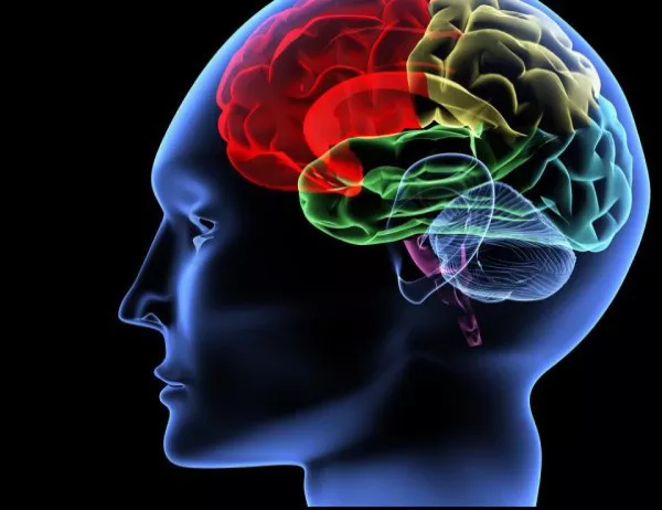 Учени откриха как да подмладим мозъка си