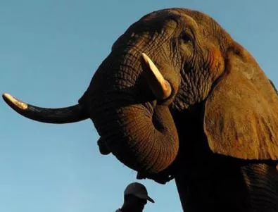 Слоновете четат човешките жестове без тренировки