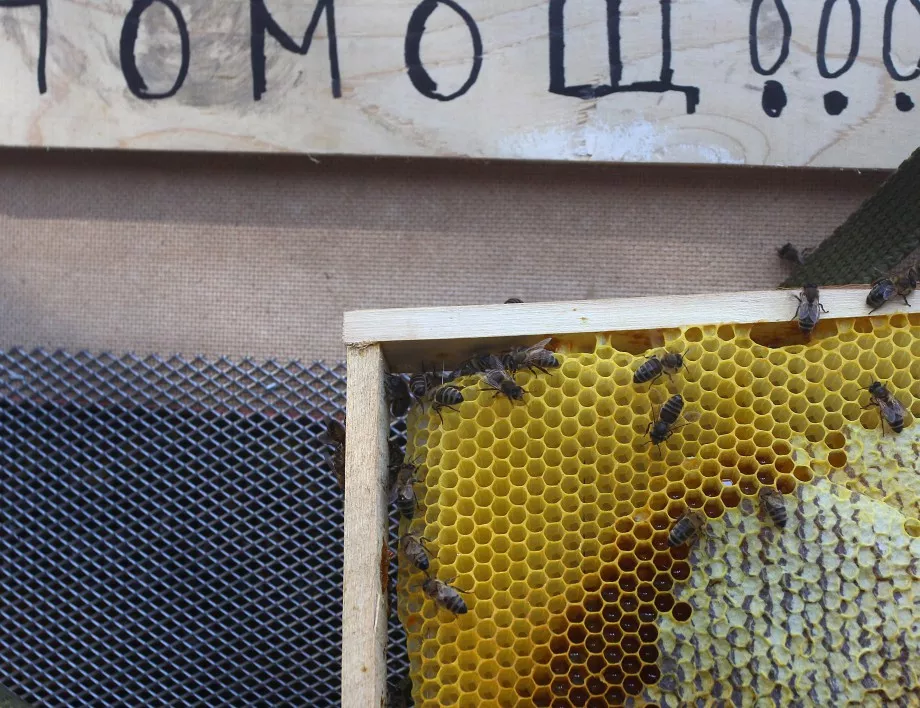Застрашени ли са пчелите у нас от американски гнилец?