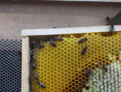 САЩ създават работна група за спасяване на пчелите