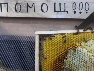 Зов за помощ отправиха пчеларите към МЗХ