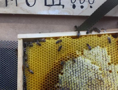 Пчелари във Варна излязоха на протест