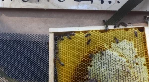 Стартира приемът на заявления за минимална помощ de minimis за пчеларите