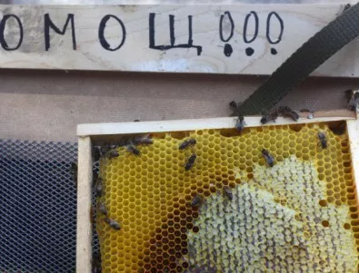 Пчеларите в Ямболско отчетоха най-лошата година