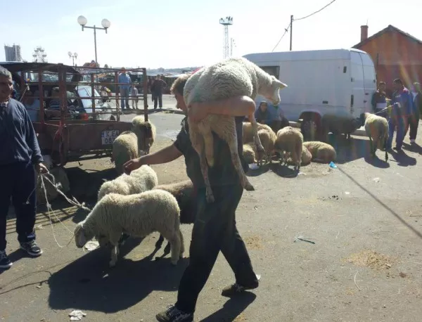 Животновъди възразиха срещу забавянето на новата ПРСР