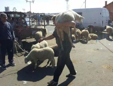 Само 50-тина животновъди се появиха за блокадата на АМ 