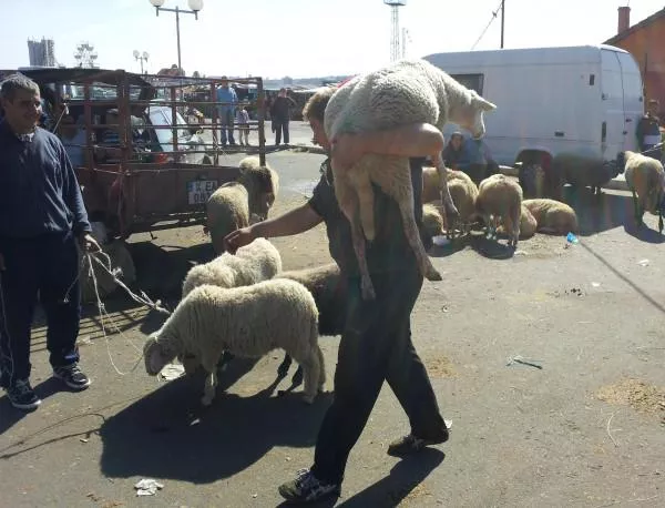 Само 50-тина животновъди се появиха за блокадата на АМ "Тракия"