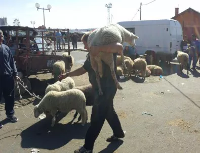 Протестиращи животновъди влязоха в сблъсък с полицията