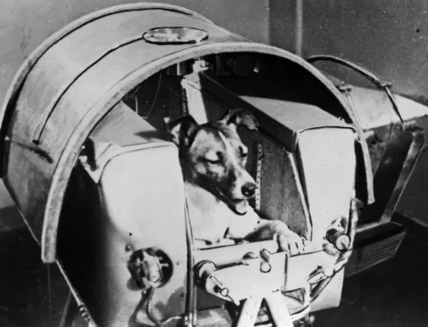 Изстрелян е Спутник-2, с който лети първото животно в Космоса - кучето Лайка