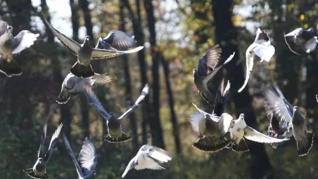 Птичи грип върлува сред пернатите в Пловдивска област