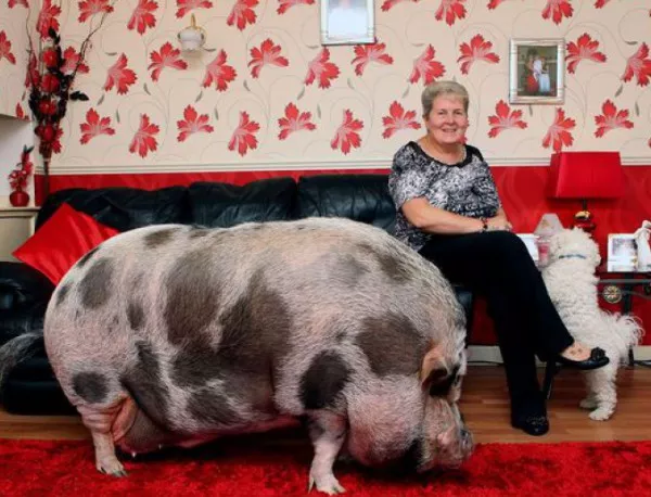 Дебело британско домашно микро прасе минава на диета