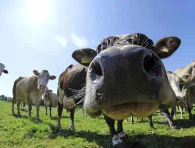 Турция ще произвежда биогаз от отпадъците на три крави