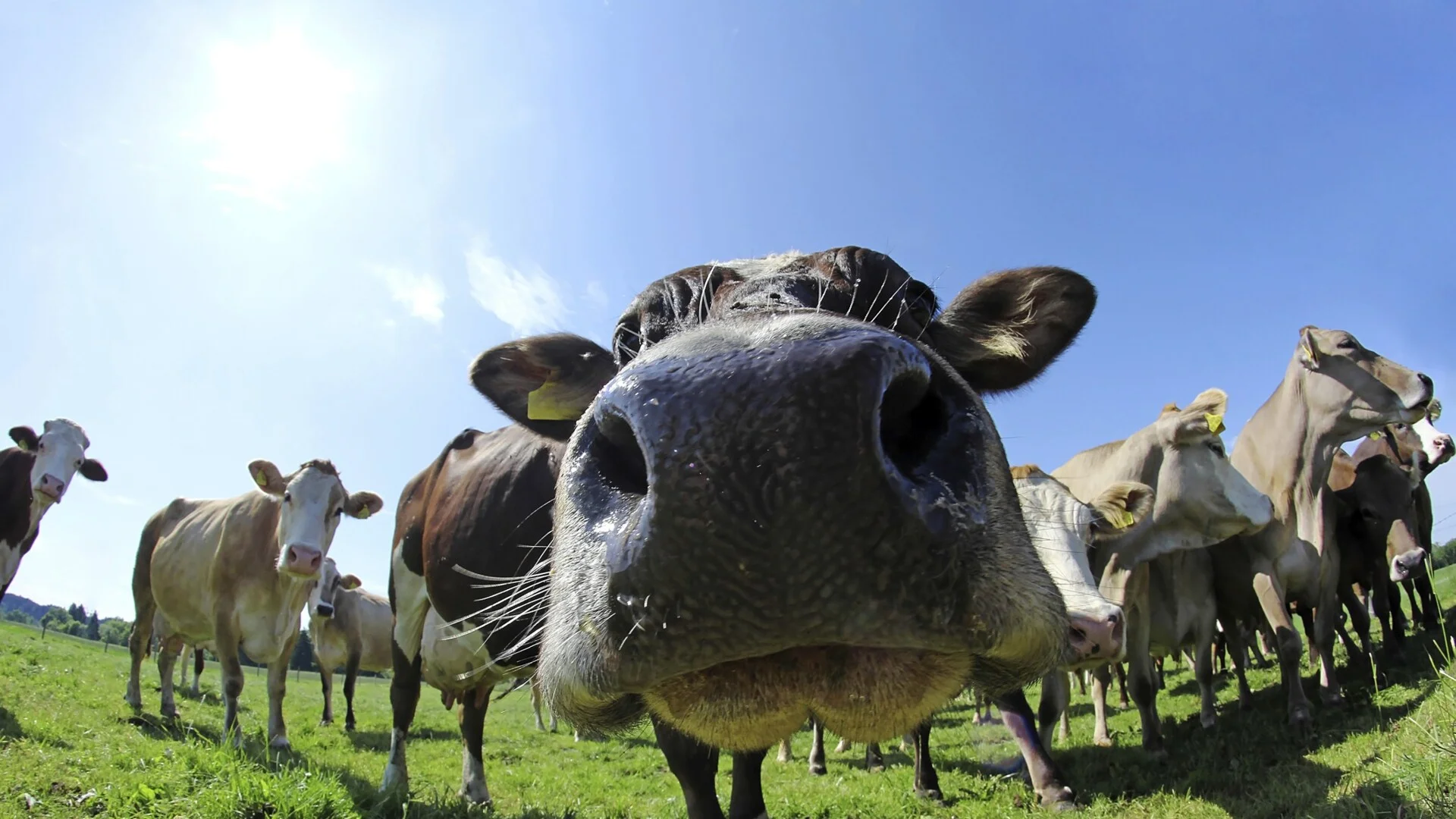 Някой изпусна кравите: Шофьор в Австралия дълго изпреварва цяло стадо (ВИДЕО)