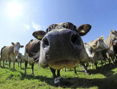 ЕК отменя ограниченията за търговия на мляко и месо, наложени ни заради нодуларния дерматит