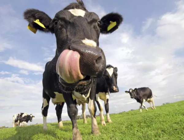 Жена, пишеща SMS, се блъсна в стадо крави