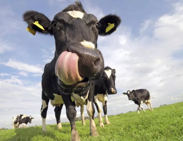 Брюксел плаща по 42 евро за щастливи български крави