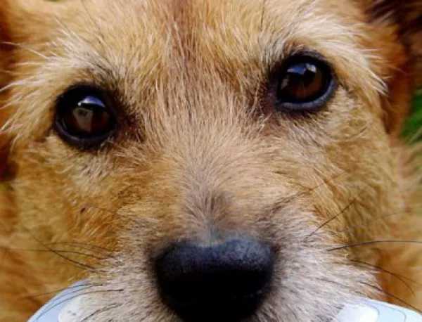 23 кучета са осиновени от приюта за бездомни животни в с. Шемшево от началото на годината 