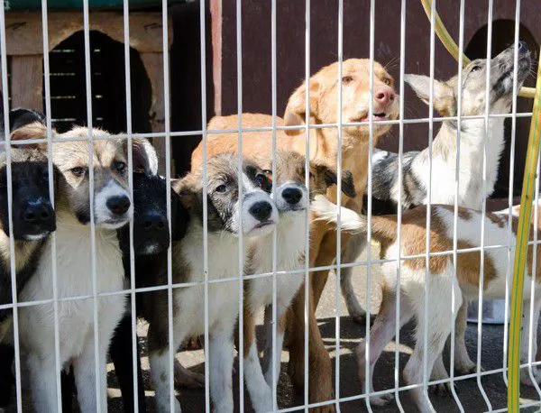 До края на годината трябва да бъде готов приютът за бездомни кучета в Сливен