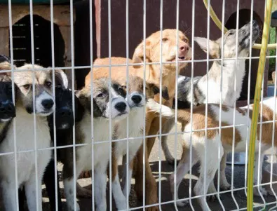 Флаш моб срещу закриването на приют Богров - стотици кучета и техните осиновители пред НДК