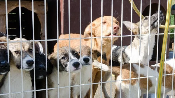 Флаш моб срещу закриването на приют Богров - стотици кучета и техните осиновители пред НДК