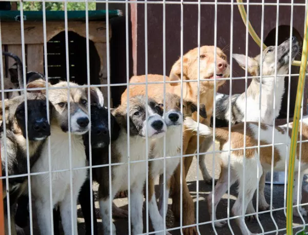 Граждани протестираха срещу жестокостта върху кучетата в общинските приюти