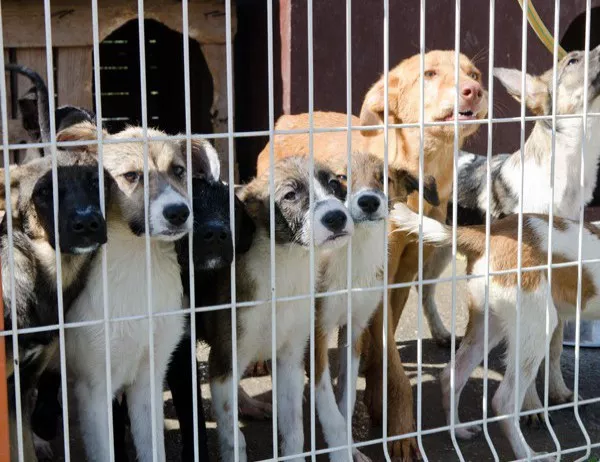 Прокуратурата започна разследване за палеж на кучкарник на "Animal Hope" във Варна