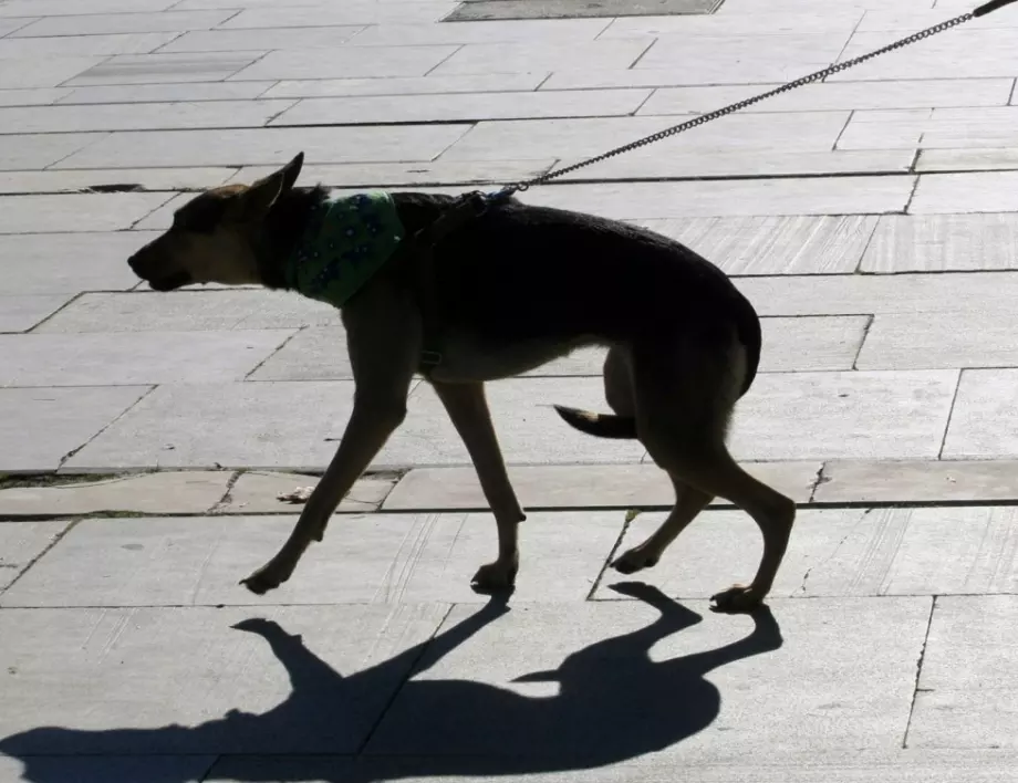 Безпрецедентно: Кучета осъдиха стопанина си на обезщетение, вижте защо