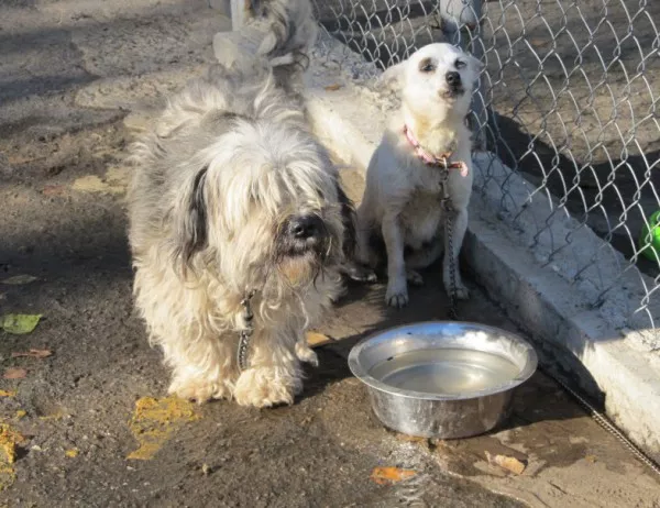 Плевен търси проектант на постоянен приют за бездомни кучета