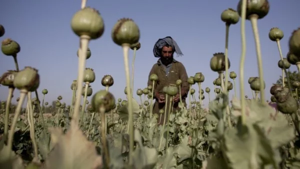 САЩ признаха, че са се провалили в борбата с афганистанските наркотици