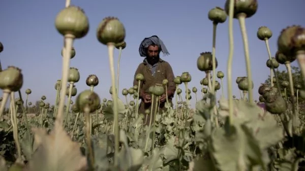 ООН: Плантациите за опиум в Афганистан са намалели с почти 20% 