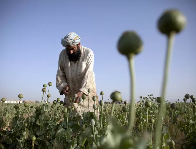 Производството на опиум в Афганистан се е увеличило двойно 