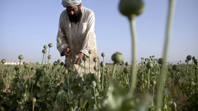 Производството на опиум в Афганистан се е увеличило двойно 