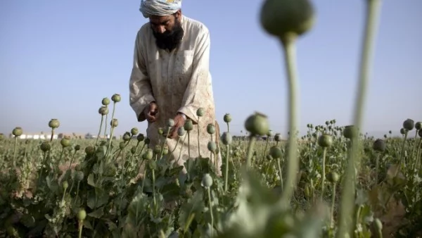 ООН: Рекордно висок добив на опиум в Афганистан
