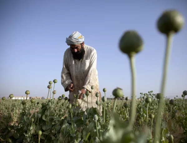 Рекорд на опиумните плантации в Афганистан през 2014 г.