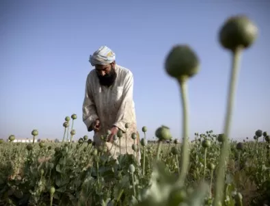 Афганистан постигна рекорд по производството на опиумен мак